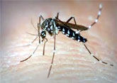 Mosquitoes Control, Delhi
