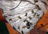 Wasps Control, Delhi